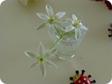 Bachblüten