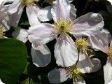 Bachblüten