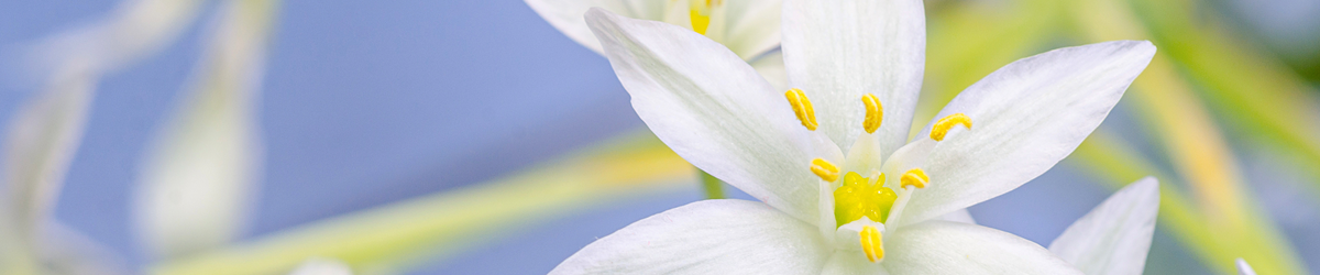 Bachblüten aus Tropfenflasche